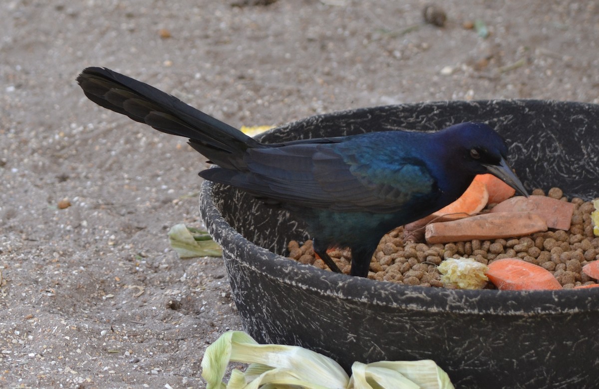 Boat-tailed Grackle - ML97911821