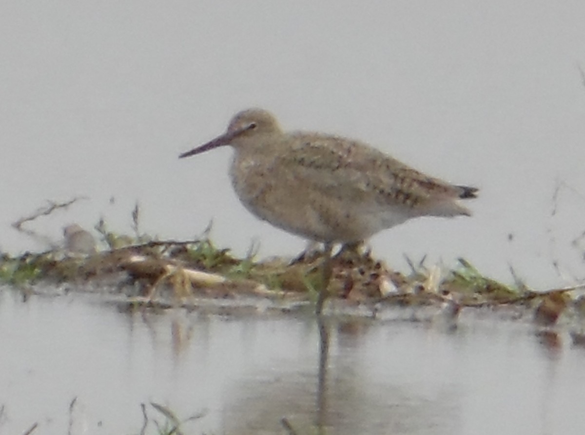 Willet - ML97912681