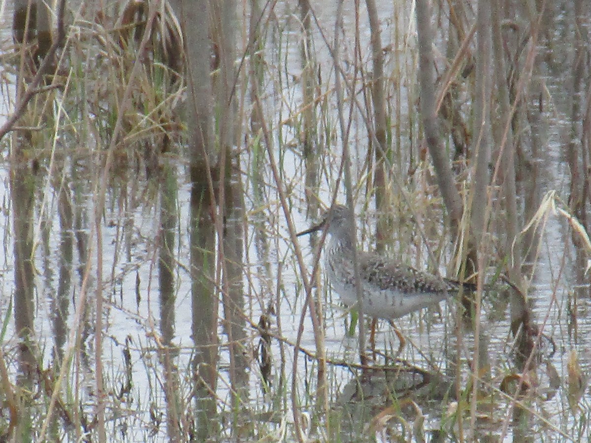 Lesser Yellowlegs - ML97913761