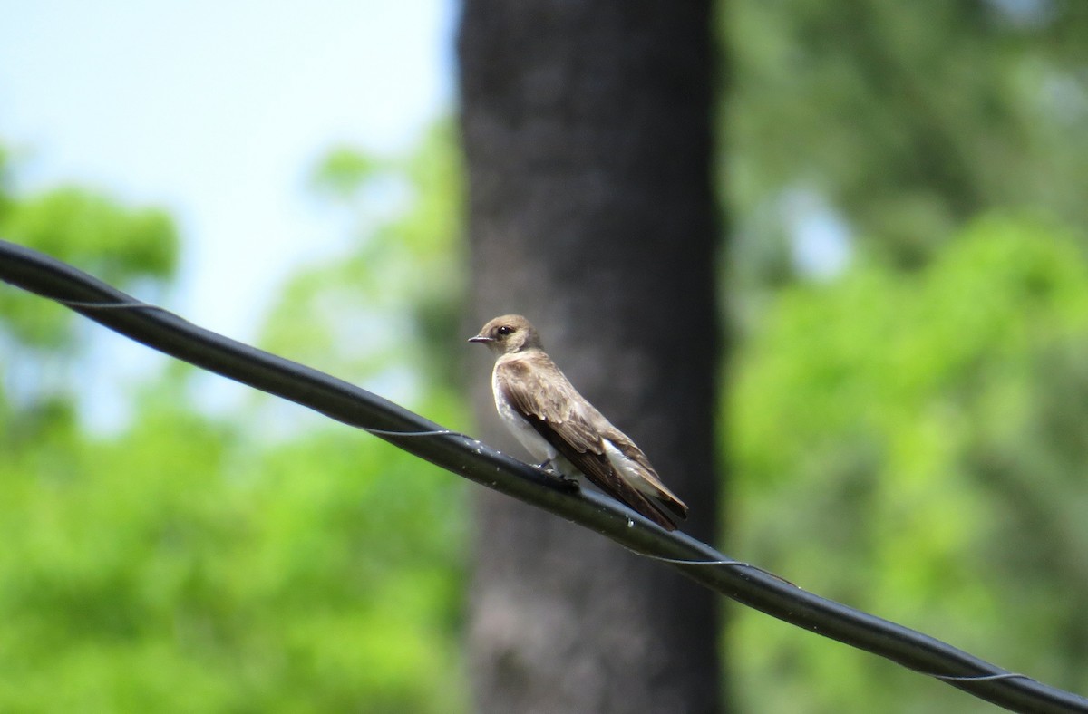 Northern Rough-winged Swallow - ML97914321