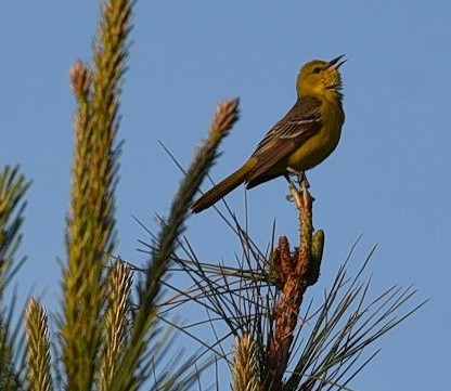 Orchard Oriole - ML97914811