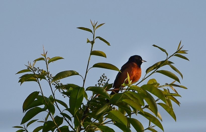 Orchard Oriole - ML97914821
