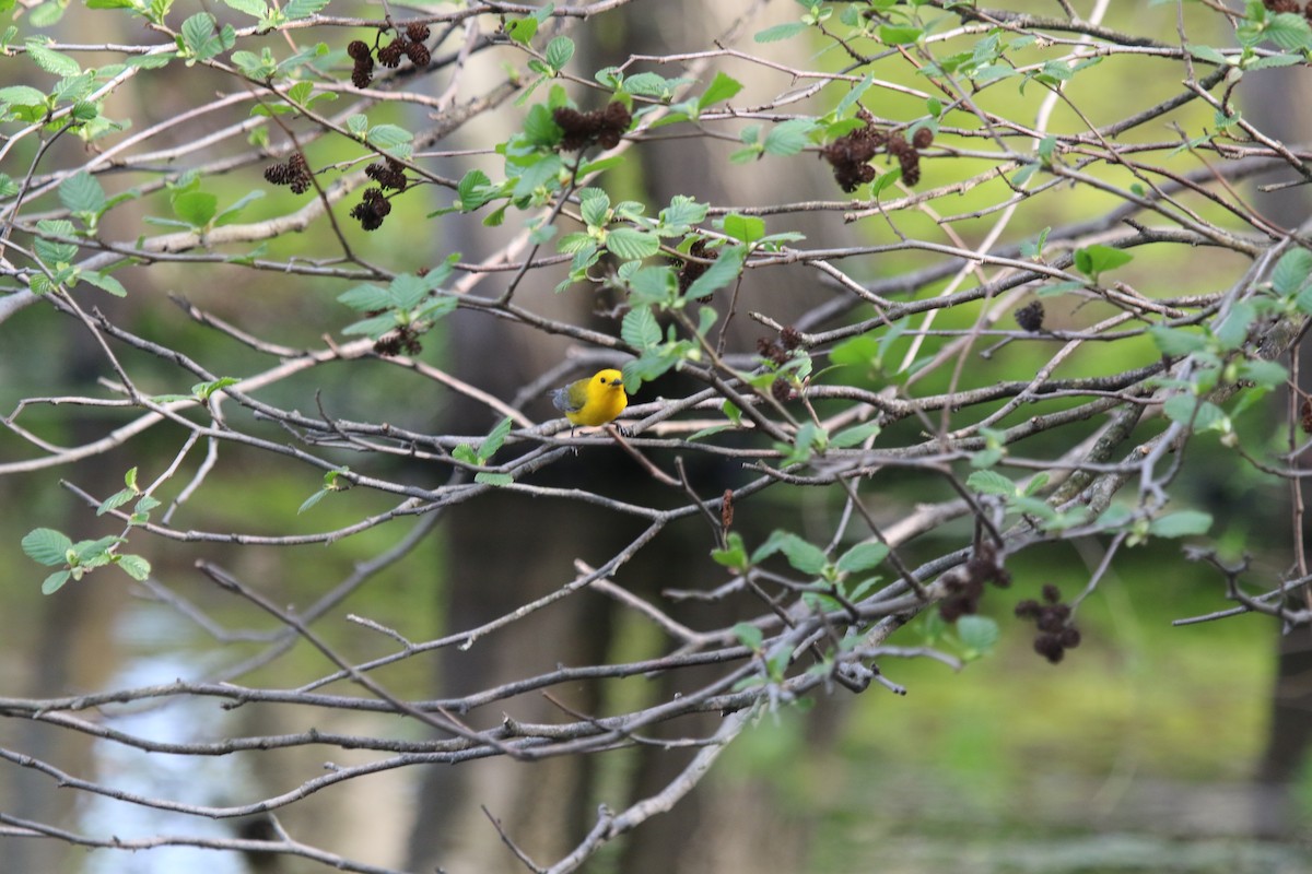 Paruline orangée - ML97916651