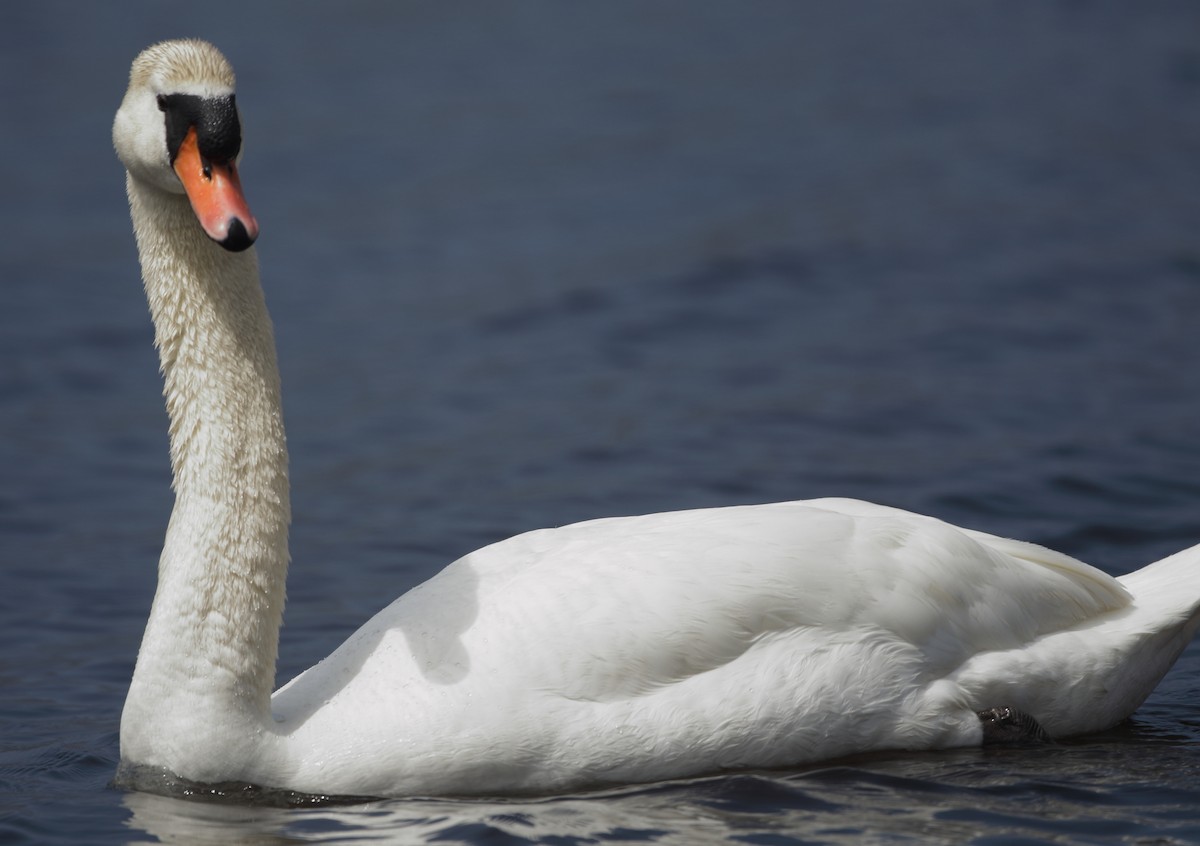 Mute Swan - Jeff Hullstrung