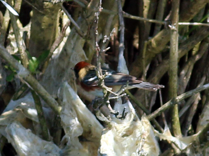 Paruline à poitrine baie - ML97916781