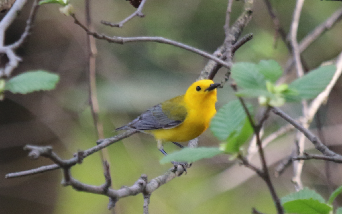 Paruline orangée - ML97916901