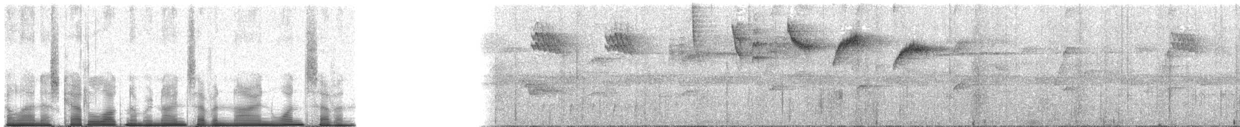 Velvet Asity - ML97917