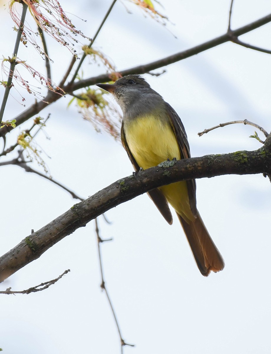 Great Crested Flycatcher - ML97918021