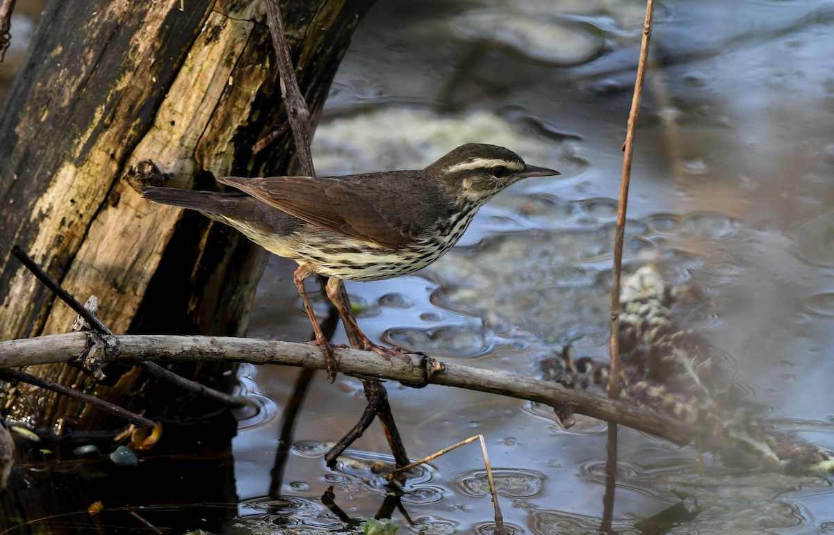 Northern Waterthrush - Mandy Roberts