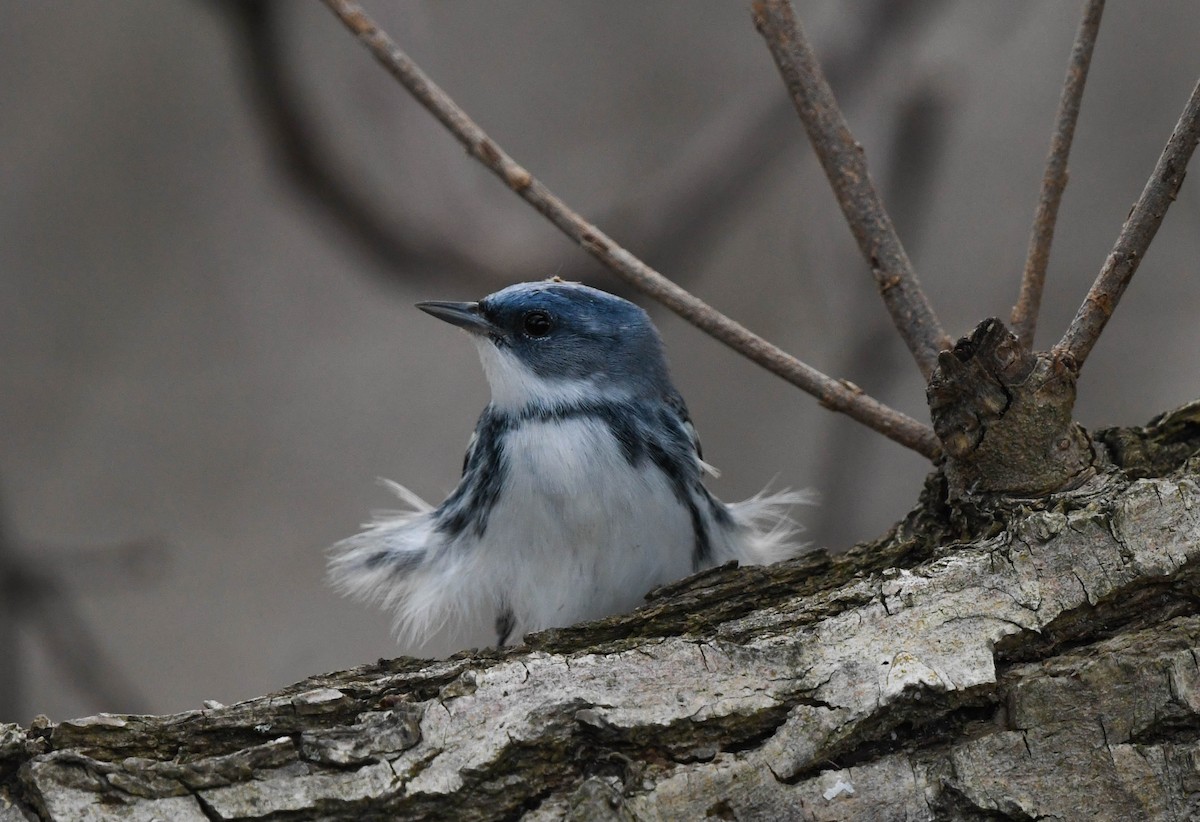 Cerulean Warbler - Mandy Roberts