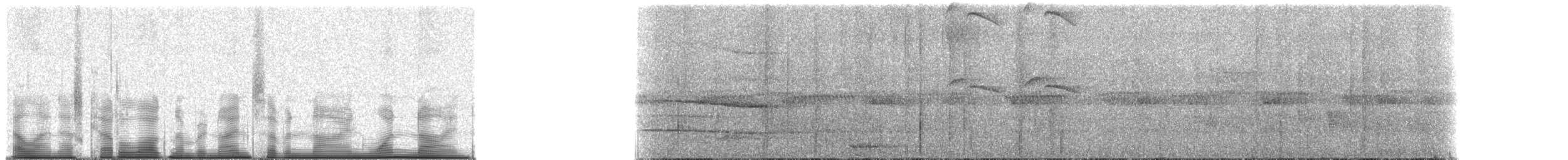 Velvet Asity - ML97919