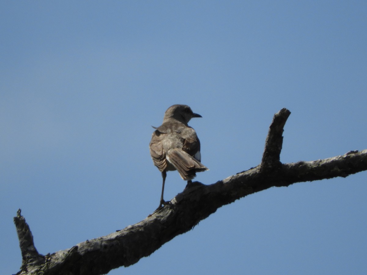 Northern Mockingbird - ML97919751