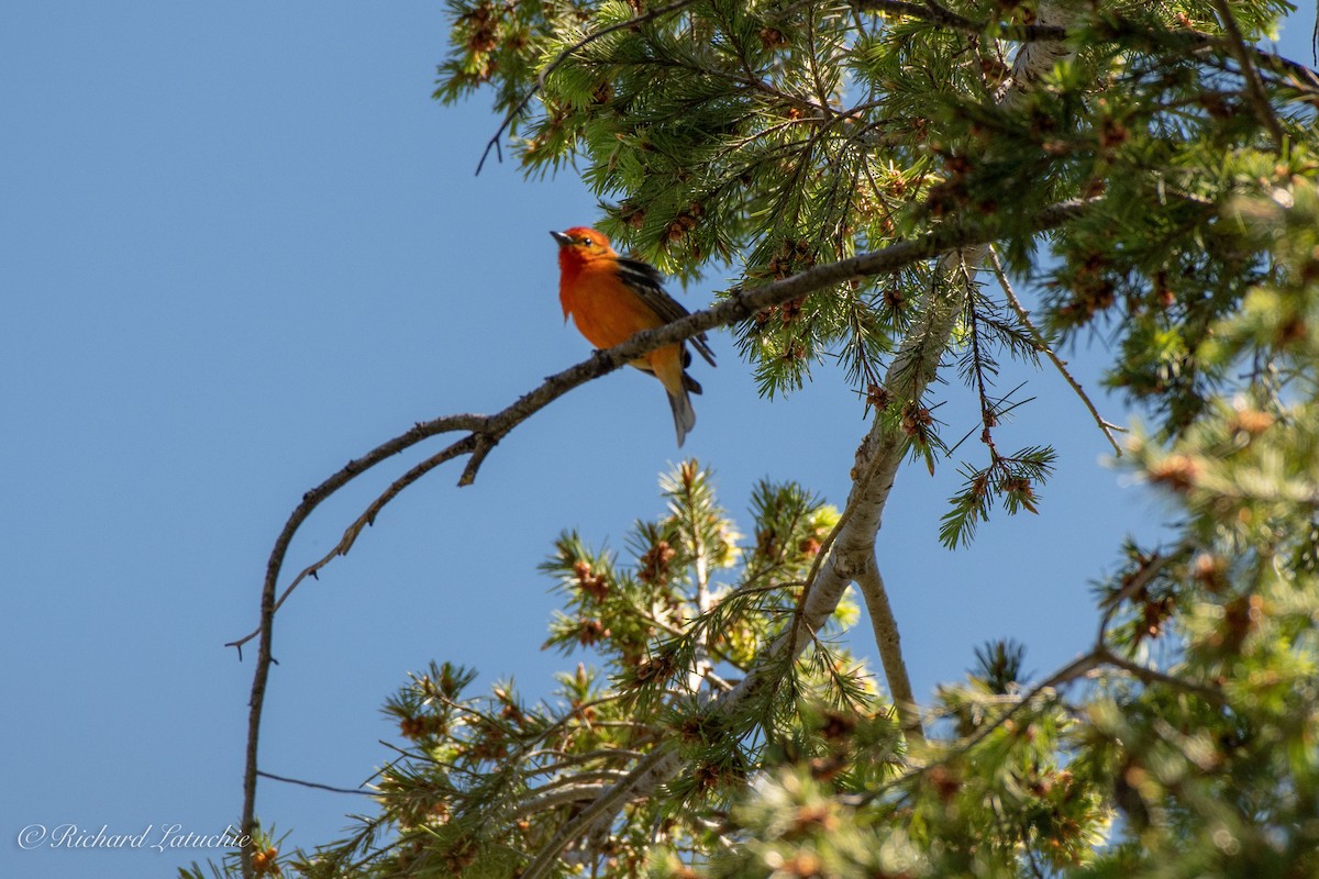 Flame-colored Tanager - ML97921431