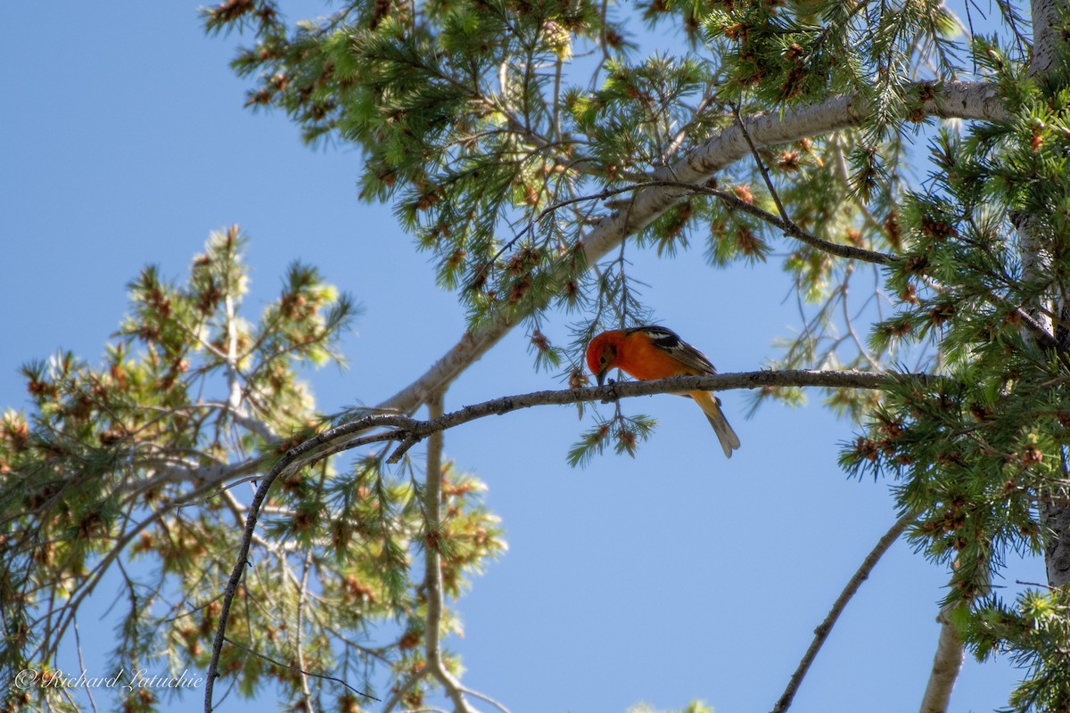 Flame-colored Tanager - ML97921441