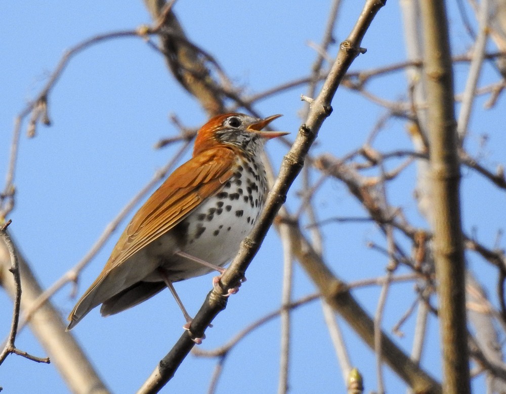 Wood Thrush - ML97922431