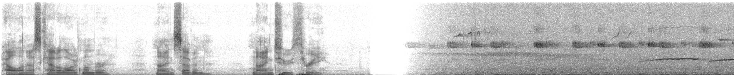 Нагірник струмковий (підвид sharpei) - ML97923