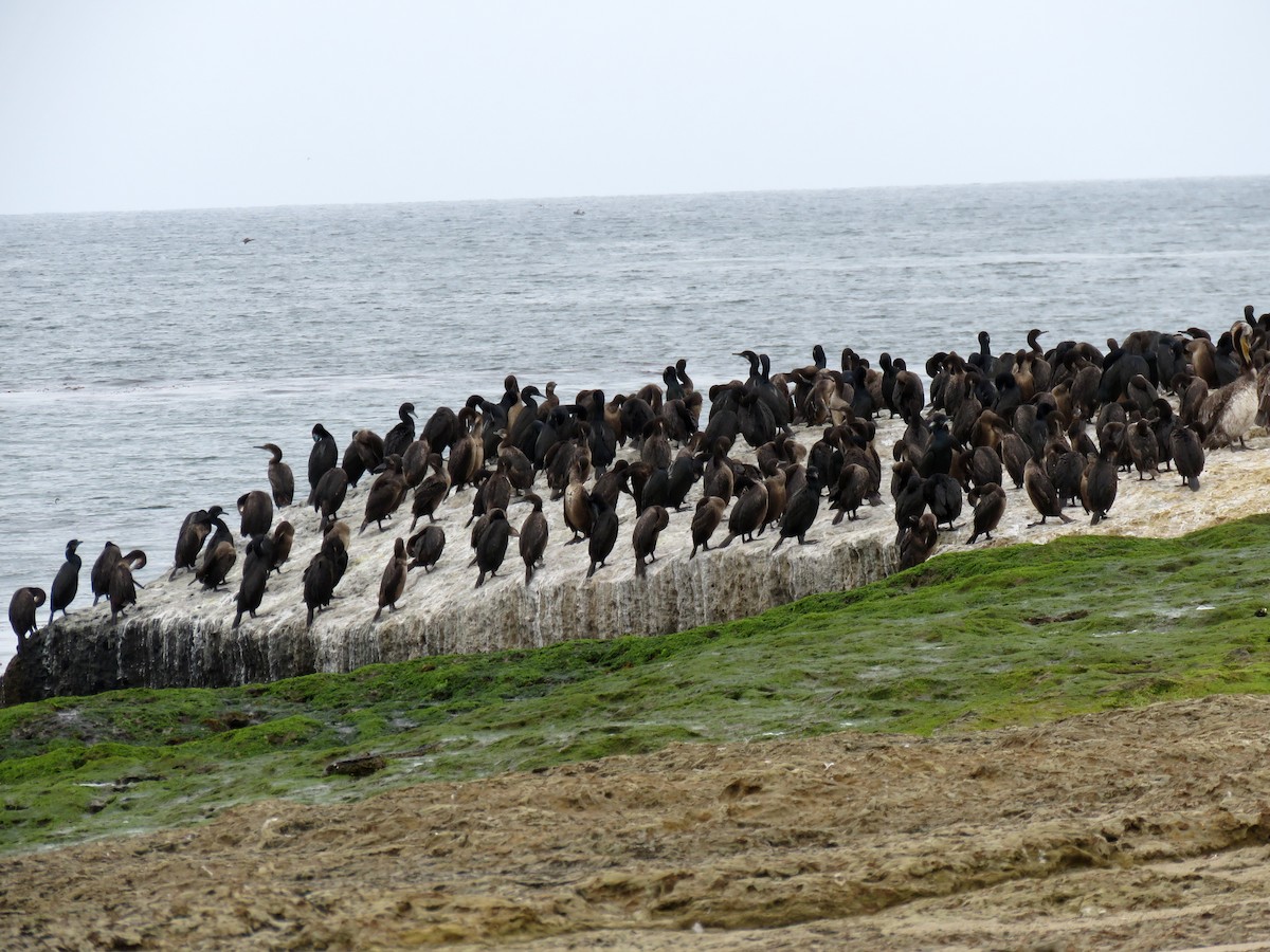 Brandt's Cormorant - ML97924171