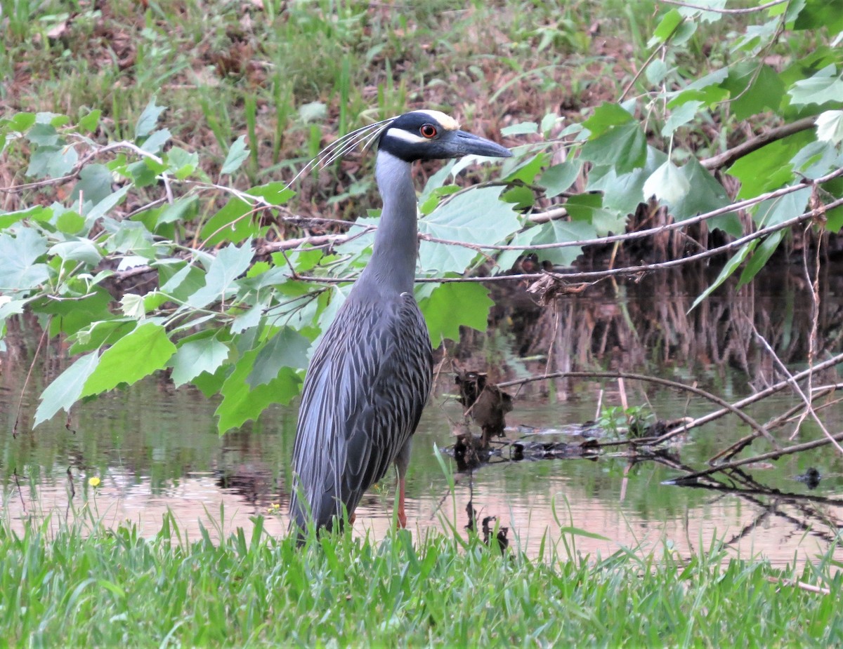Yellow-crowned Night Heron - ML97925351