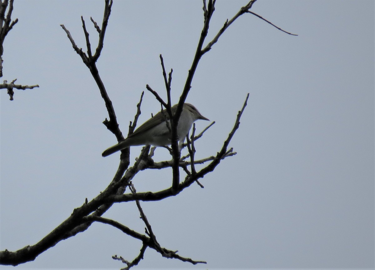 Vireo occhirossi - ML97925561