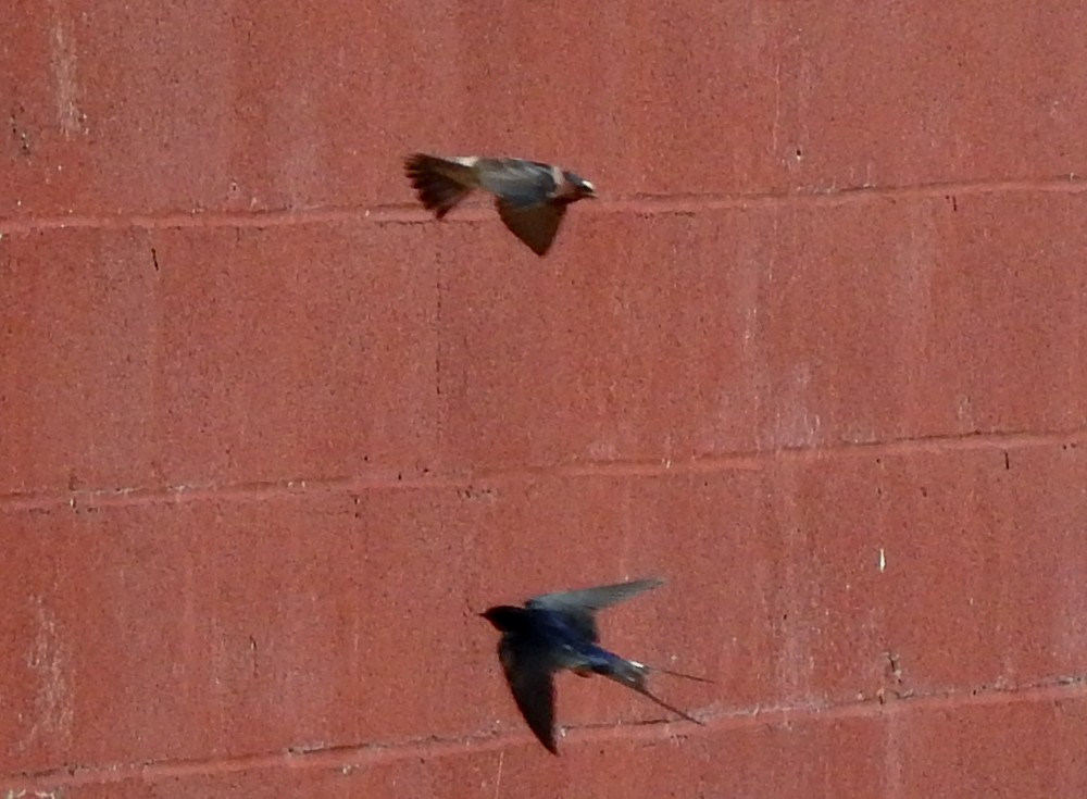 Cliff Swallow - ML97926561
