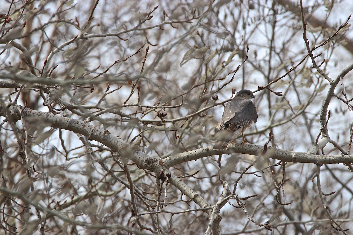 Sharp-shinned Hawk - ML97927121