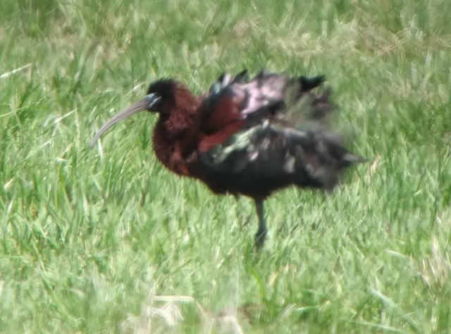 Glossy Ibis - ML97929491