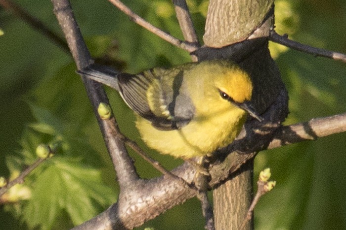 Blue-winged Warbler - ML97931331