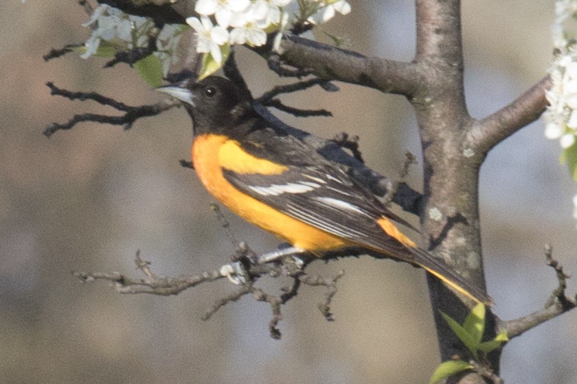 Baltimore Oriole - ML97931541