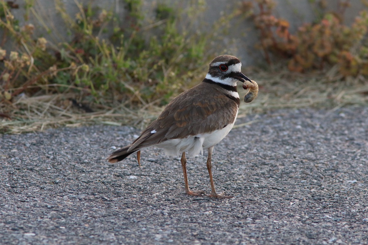 Killdeer - Eric alton