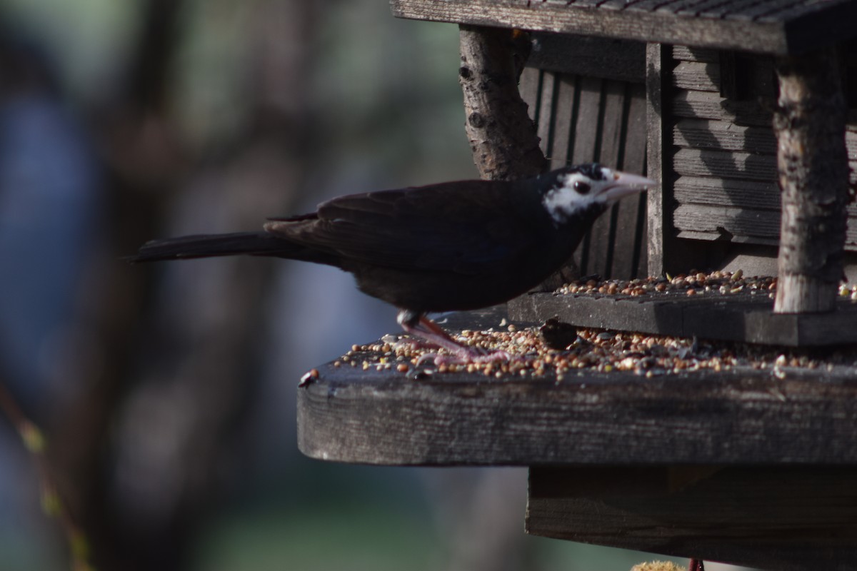 Common Grackle - ML97932421