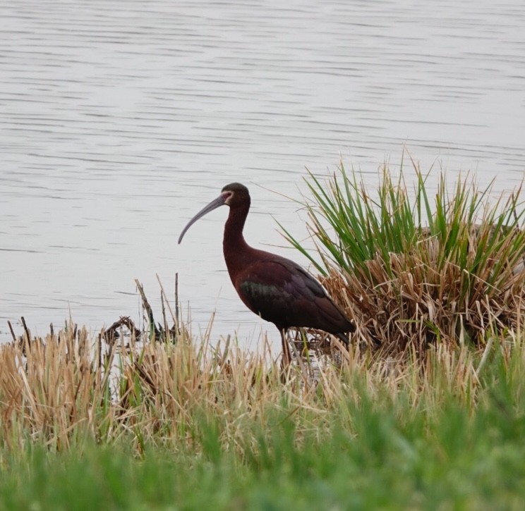 White-faced Ibis - Amanda Tichacek