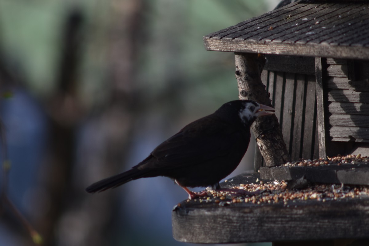 Common Grackle - ML97932691