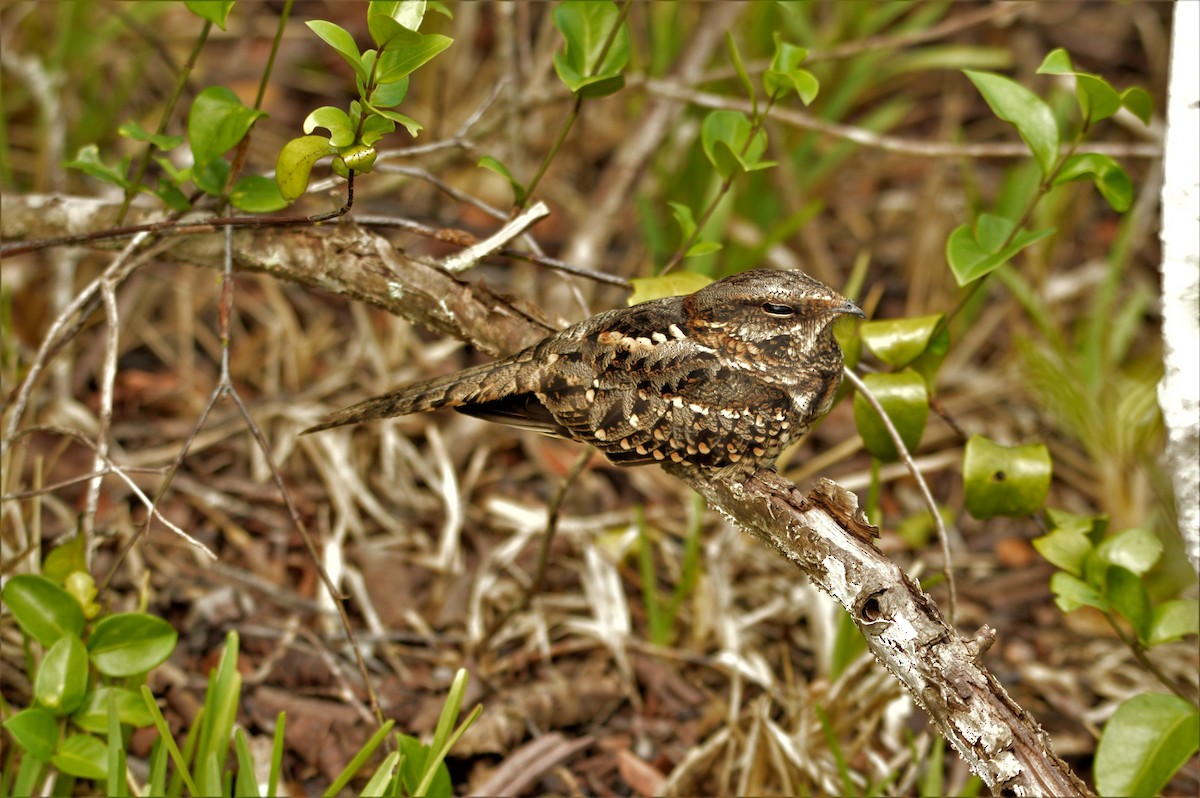 Scissor-tailed Nightjar - ML97933291