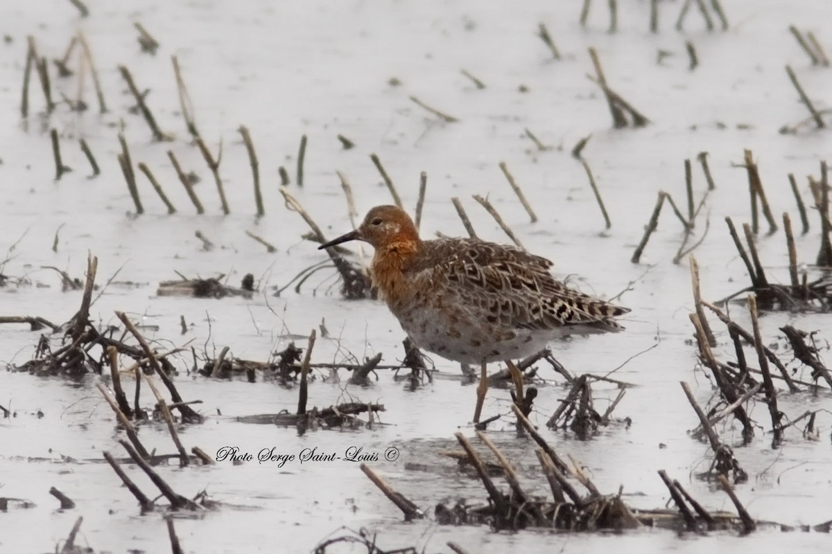 Ruff - Serge St-Louis