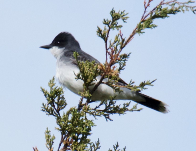 Eastern Kingbird - Jack and Shirley Foreman