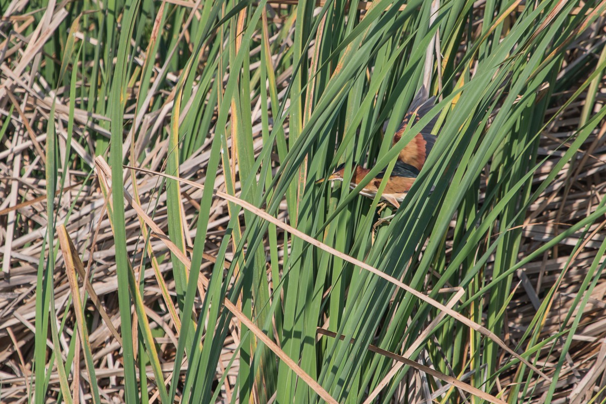 Least Bittern - ML97937041