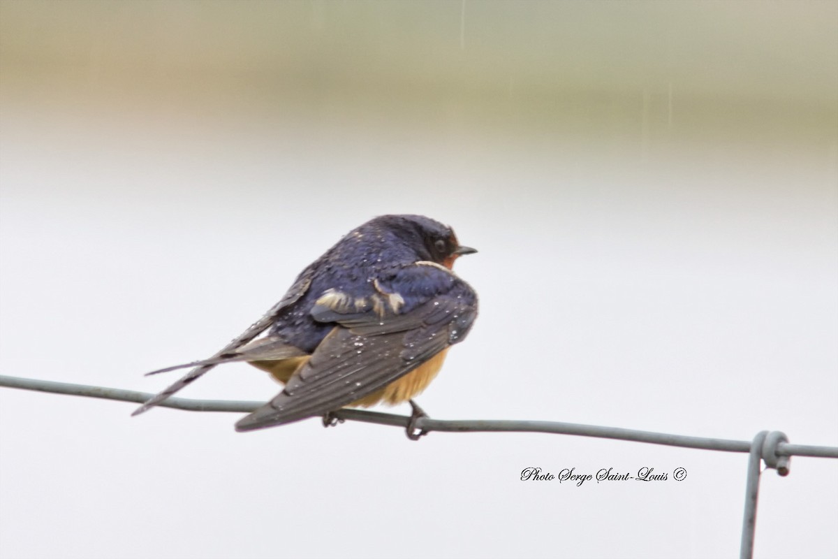 Barn Swallow - ML97937761