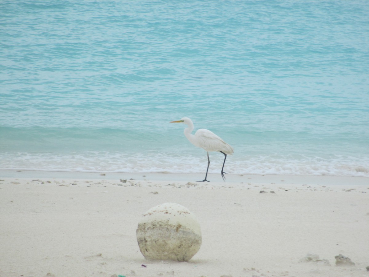 Great Egret - ML97938651