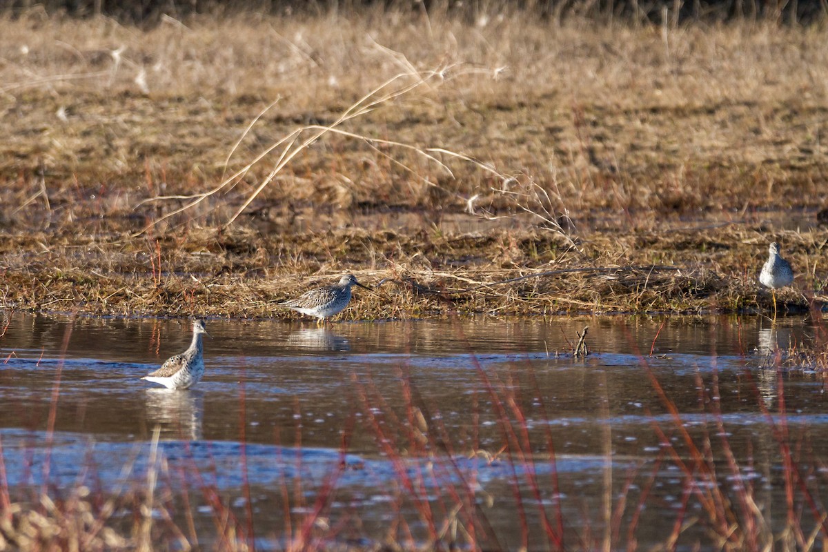 Greater Yellowlegs - Bruce Gates