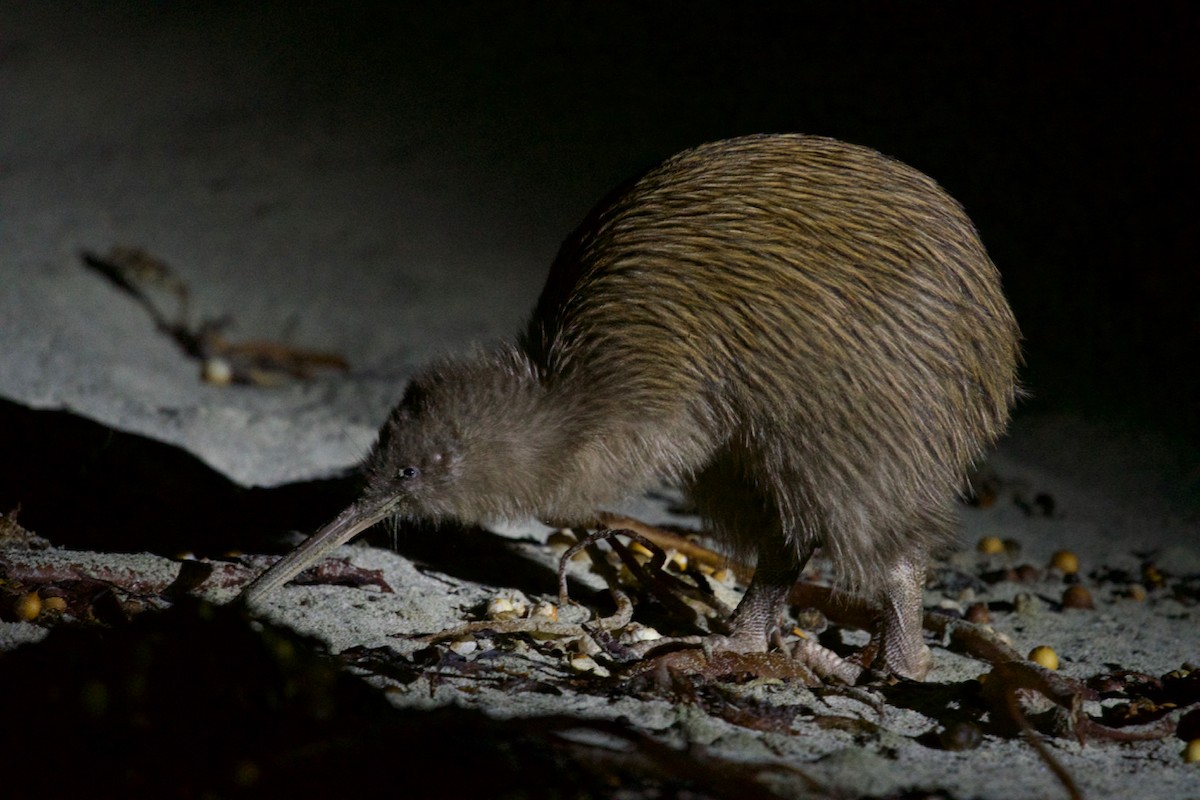 Southern Brown Kiwi - Anonymous