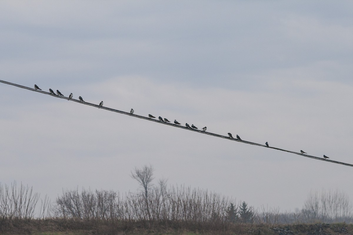 Tree Swallow - ML97940461