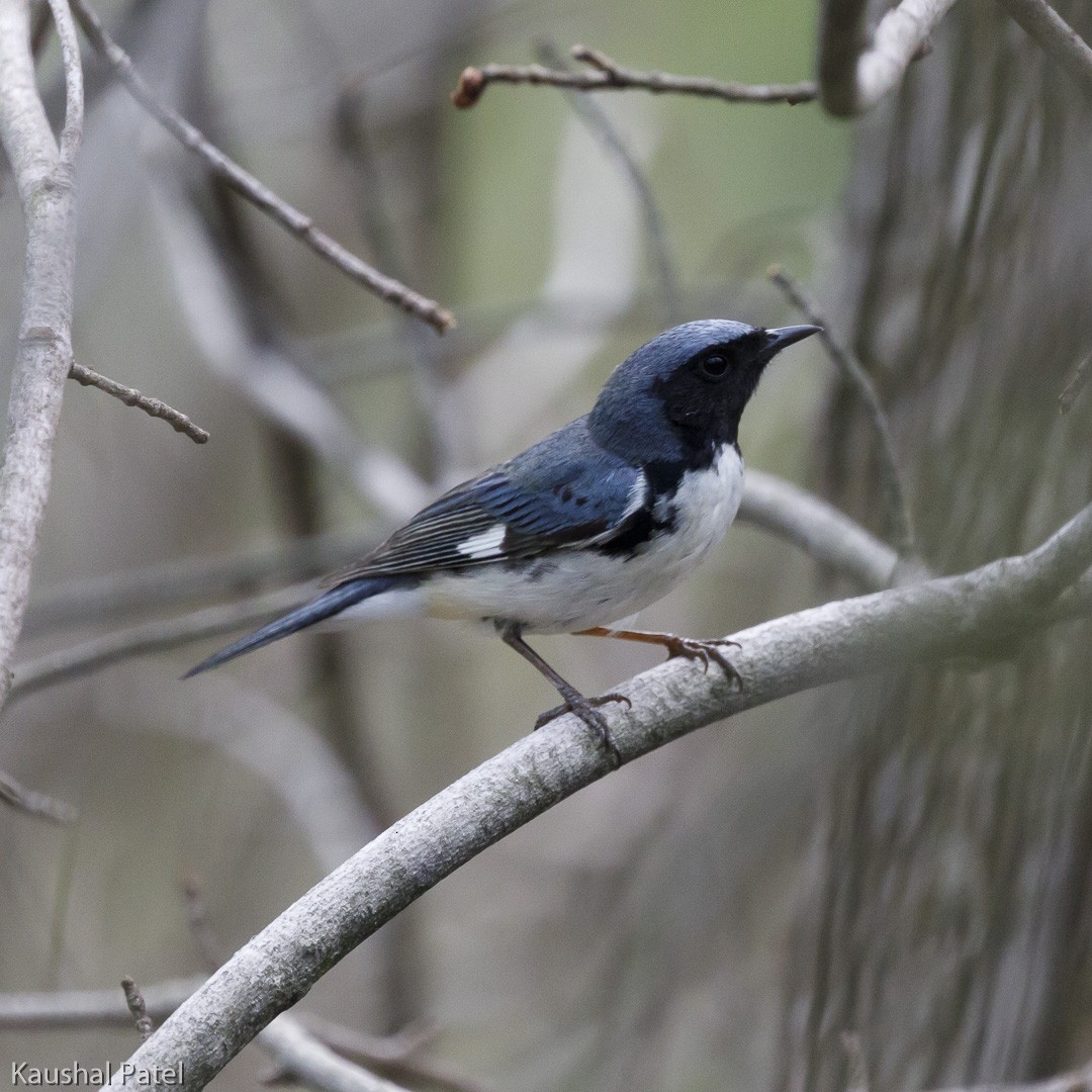 Black-throated Blue Warbler - ML97940911