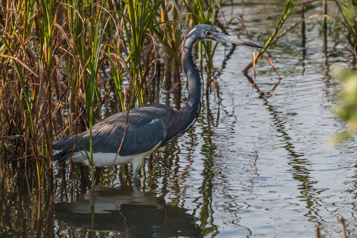 Tricolored Heron - ML97942171