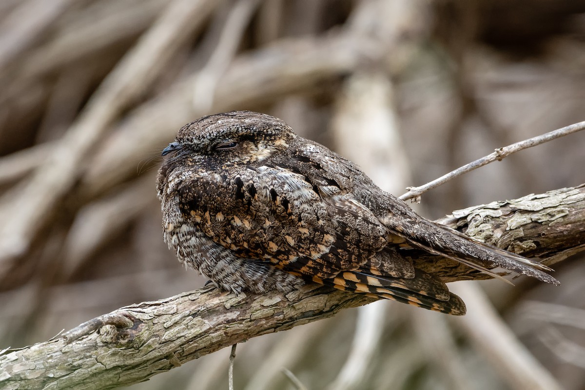 Eastern Whip-poor-will - Josh Davidson