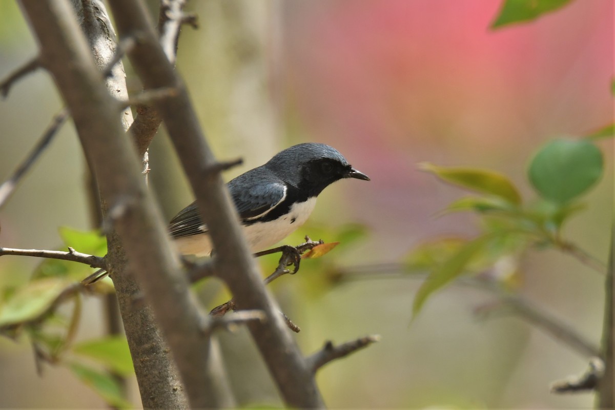 Paruline bleue - ML97945991