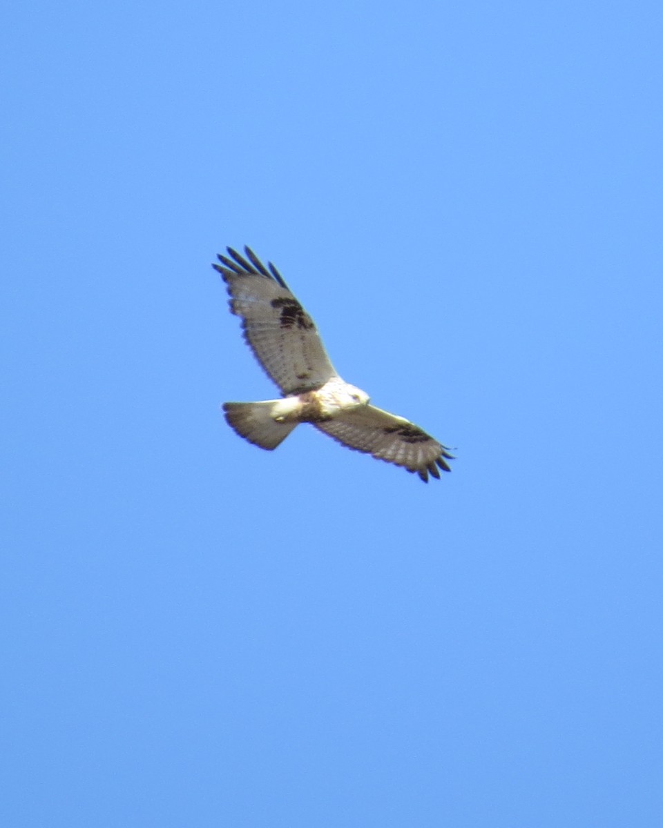 Rough-legged Hawk - ML97946101