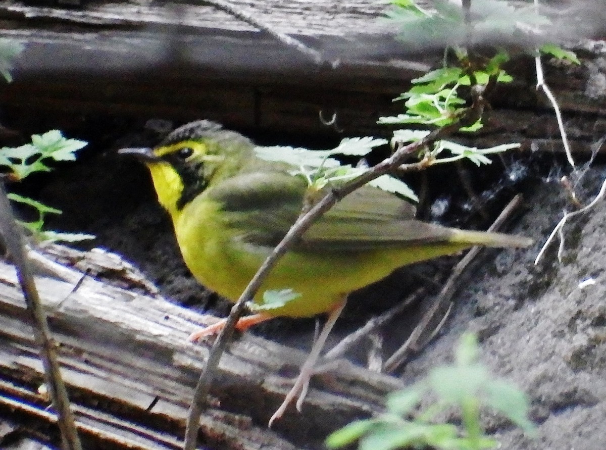 Kentucky Warbler - Rene Laubach