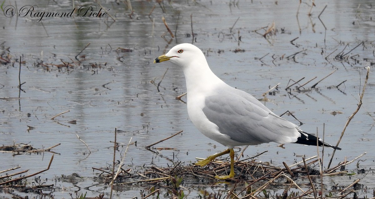 Ring-billed Gull - Raymond  Piché