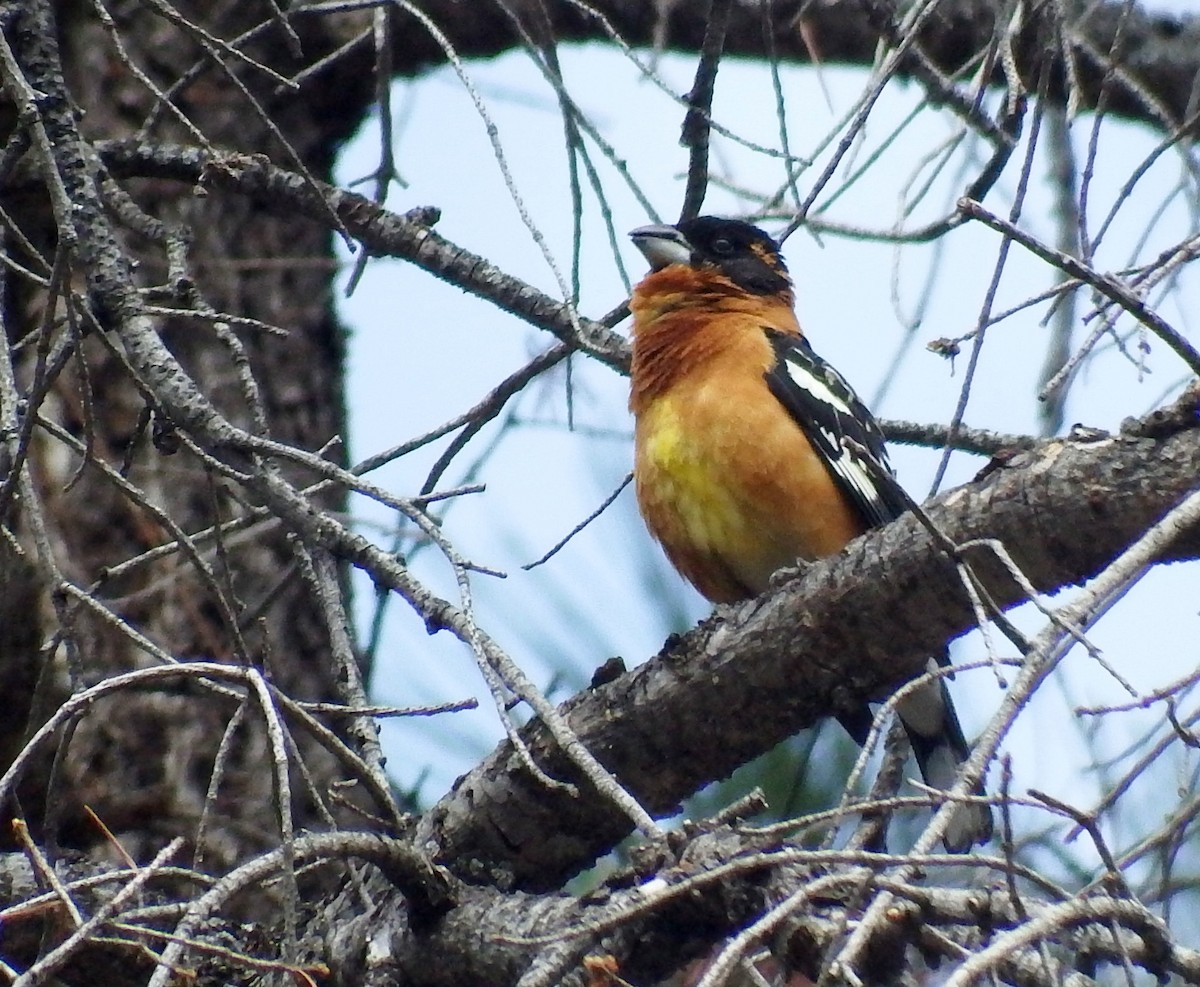 Black-headed Grosbeak - Rene Laubach