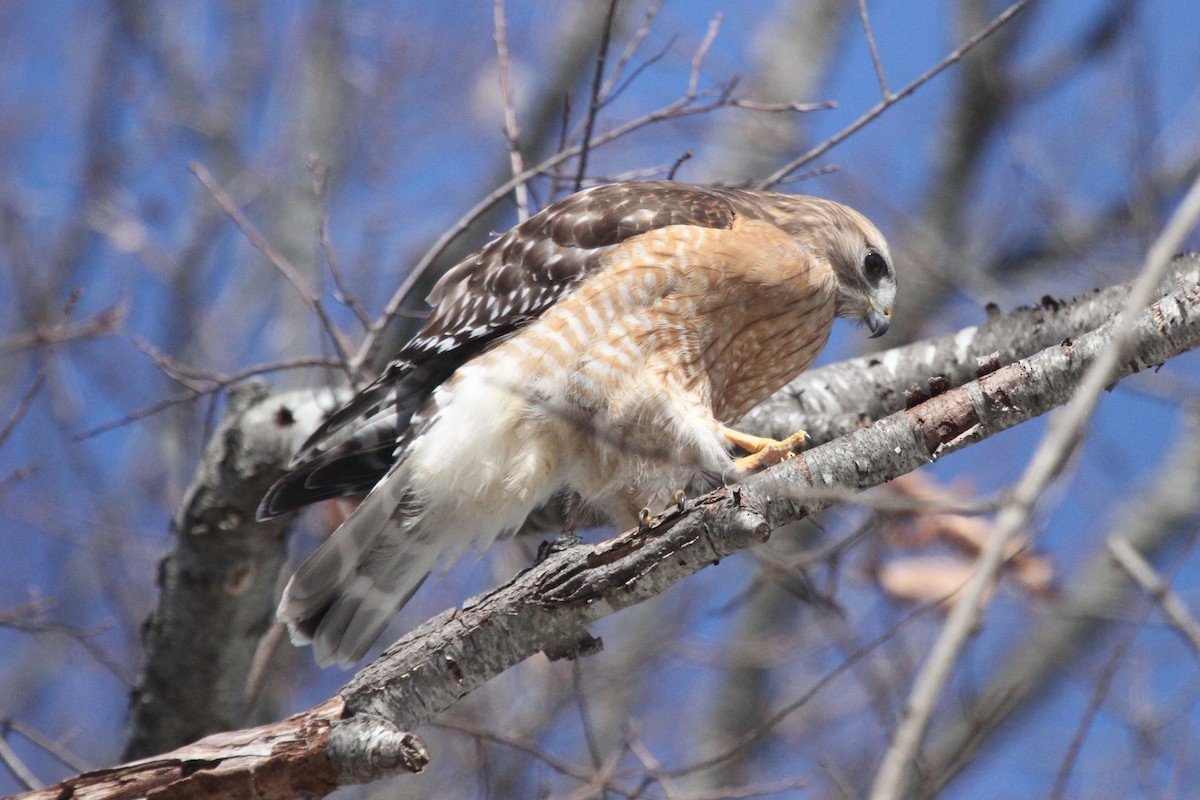 Red-shouldered Hawk - ML97950971